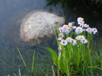 Bifogad bild: blommor.jpg